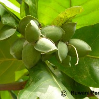 Terminalia catappa L.